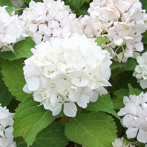Hydrangea macrophylla Soeur Therese - Future Forests