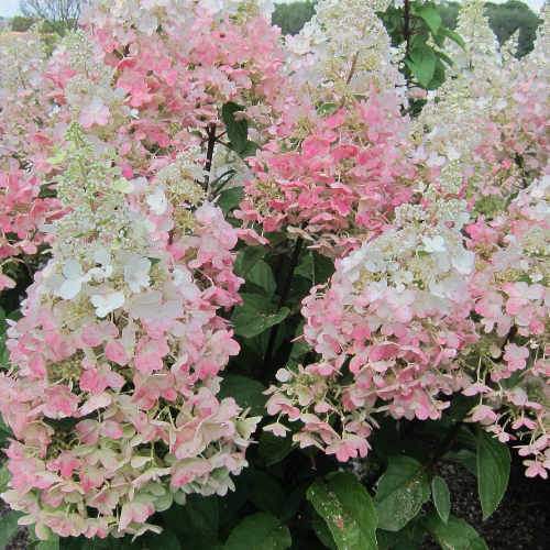 Hydrangea paniculata Candlelight®