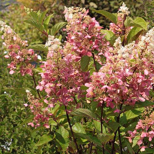 Hydrangea paniculata Candlelight®