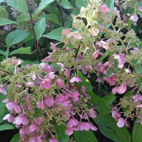 Hydrangea paniculata Candlelight®