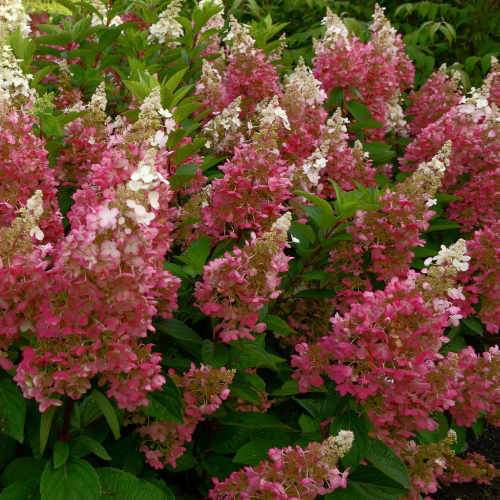 Hydrangea paniculata Candlelight®
