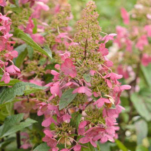 Hydrangea paniculata Candlelight®