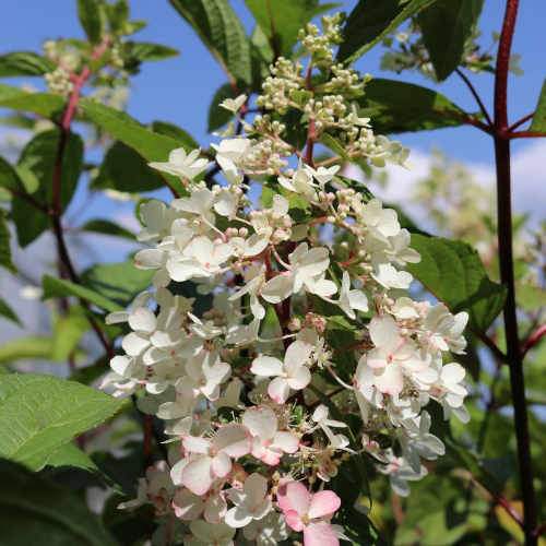 Hydrangea paniculata Candlelight®