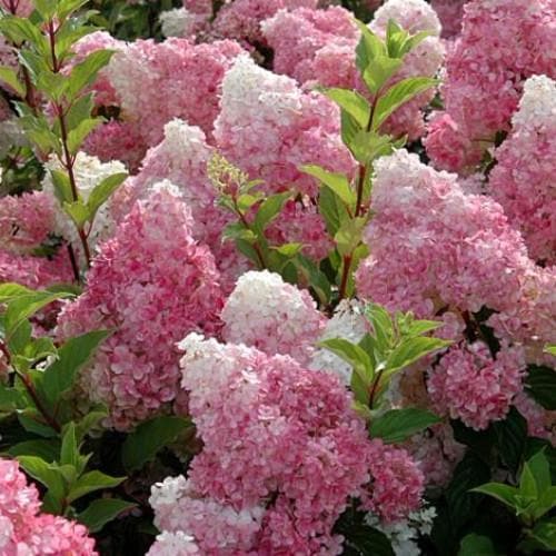 Hydrangea paniculata Vanilla Fraise - Future Forests