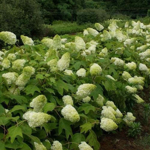 Hydrangea quercifolia Harmony - Future Forests
