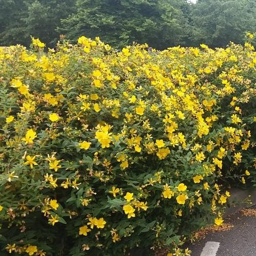 Hypericum x hidcoteense Hidcote - Future Forests