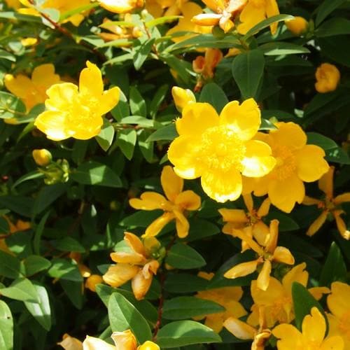 Hypericum x hidcoteense Hidcote - Future Forests