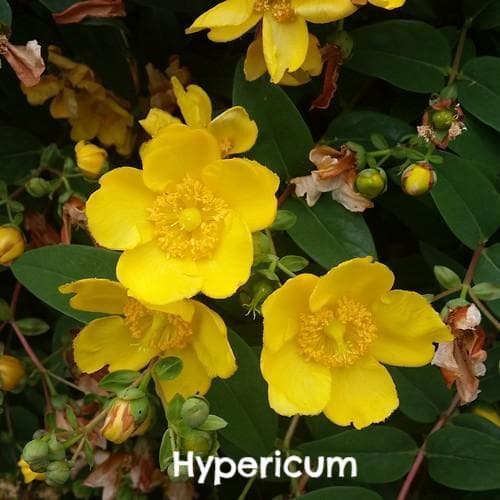 Mixed Flowering Hedge - Future Forests