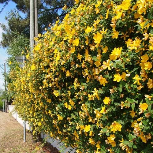 Hypericum x hidcoteense Hidcote - Future Forests