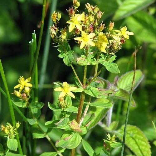 Hypericum tetrapterum - Future Forests