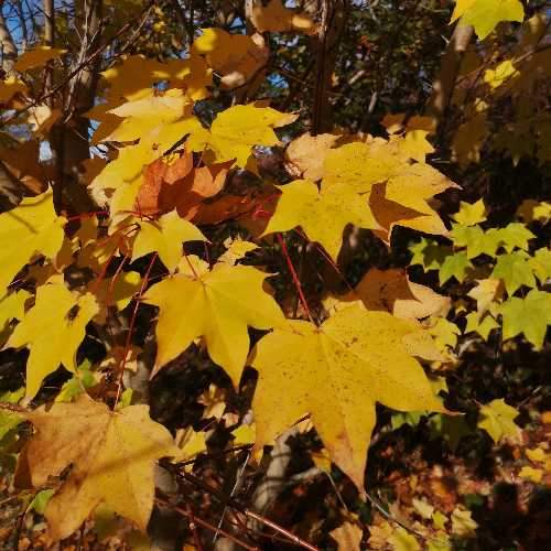 Acer cappadocicum Aureum - Future Forests