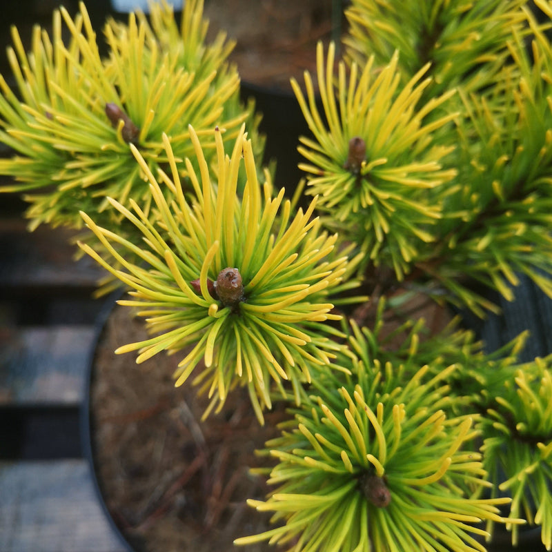 Pinus mugo Golden Glow