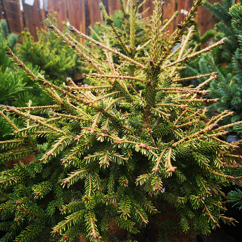 Picea orientalis Wittboldt