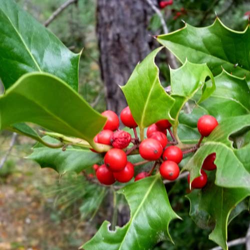 Ilex aquifolium - Holly - Future Forests