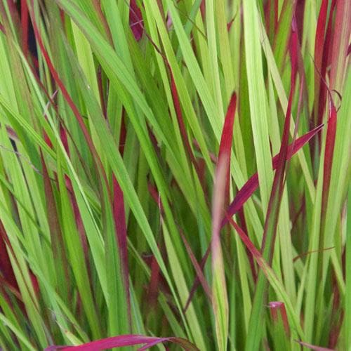 Imperata cylindrica Red Baron