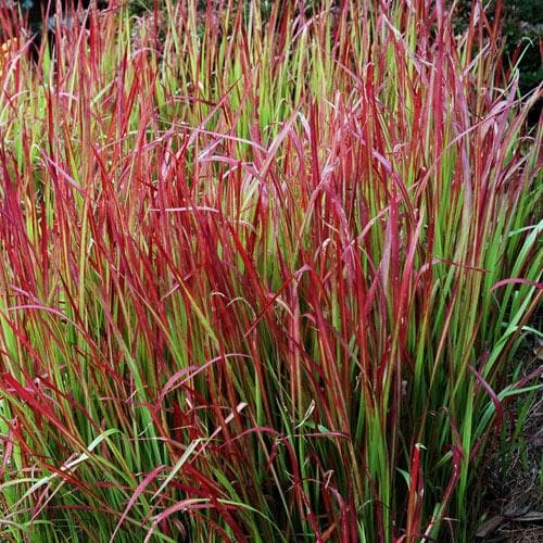 Imperata cylindrica Red Baron