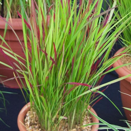 Imperata cylindrica Red Baron