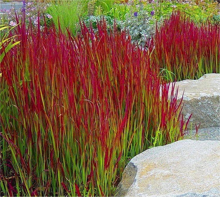 Imperata cylindrica Red Baron