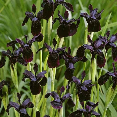 Iris chrysographes Black Form