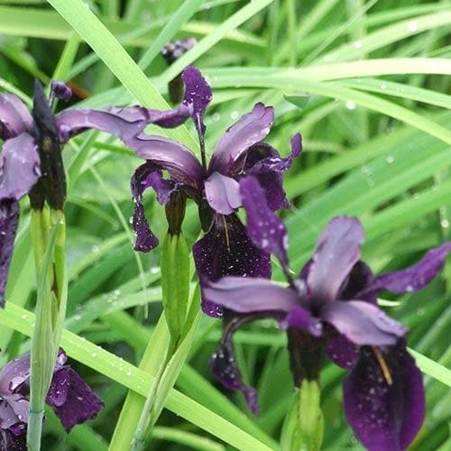 Iris chrysographes Black Form