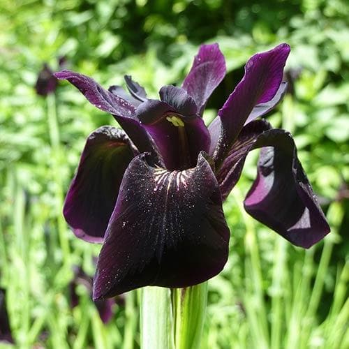 Iris chrysographes Black Form