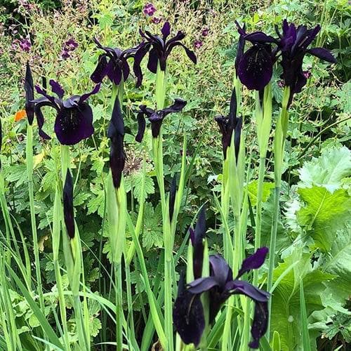 Iris chrysographes Black Form