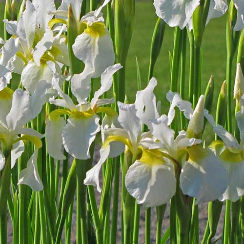 Iris sibirica Snow Queen