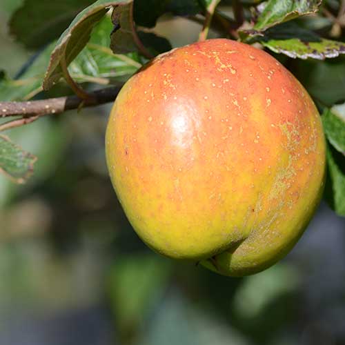 Apple Irish Pitcher