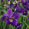 Iris sibirica Ruffled Velvet
