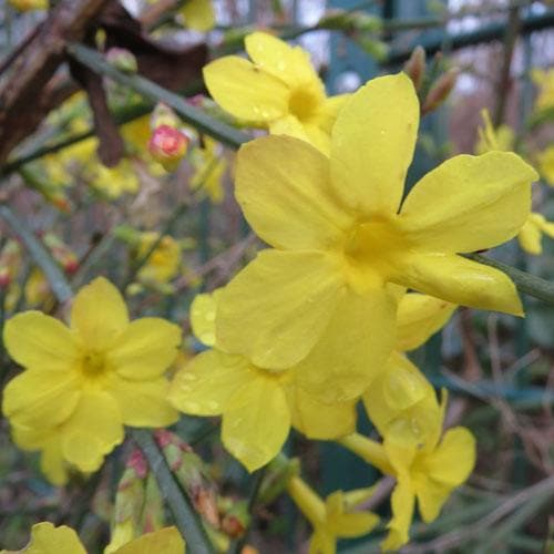 Jasminum nudiflorum - Future Forests