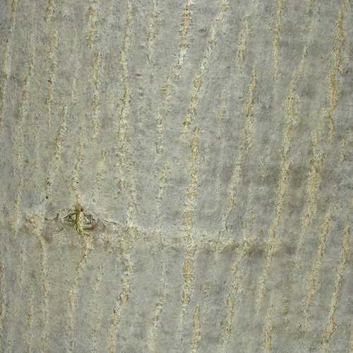 Juglans regia - European Walnut - Future Forests