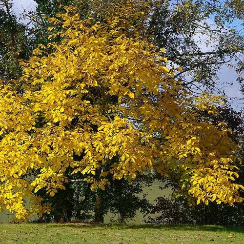 Juglans regia - European Walnut - Future Forests