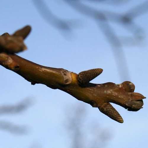 Juglans regia - European Walnut - Future Forests