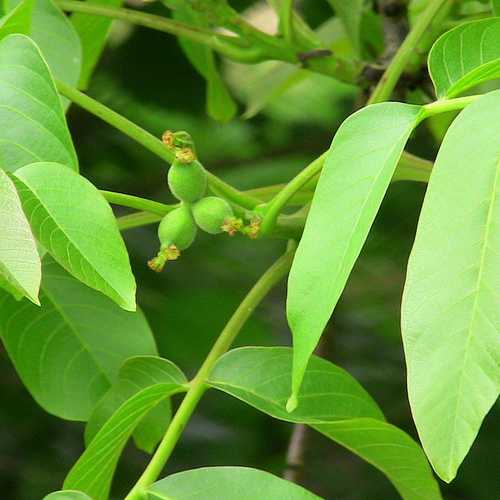 Juglans regia - European Walnut - Future Forests