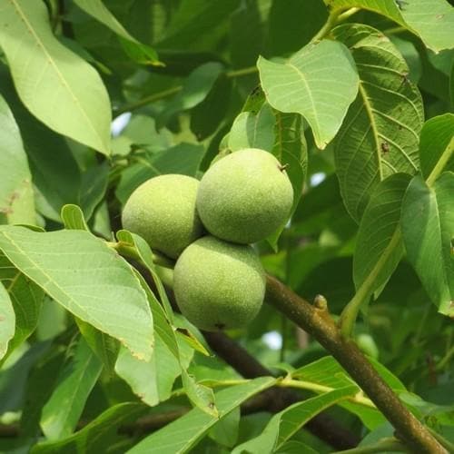 Juglans regia - European Walnut - Future Forests
