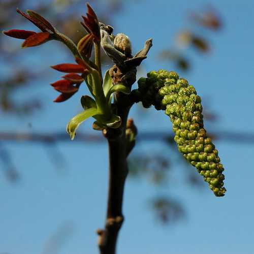 Juglans regia - European Walnut - Future Forests