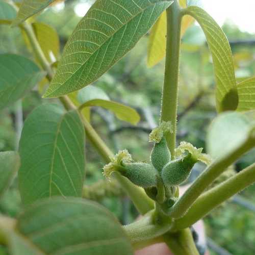 Juglans regia - European Walnut - Future Forests