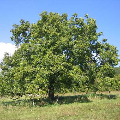 Juglans regia - European Walnut - Future Forests