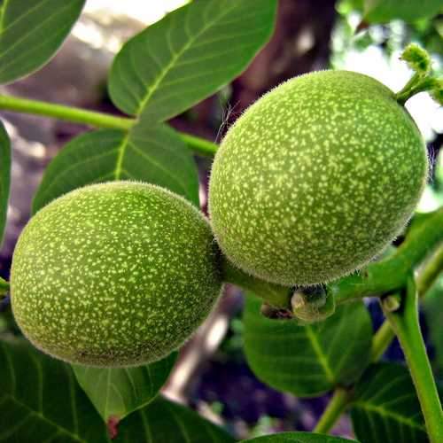 Juglans regia - European Walnut - Future Forests