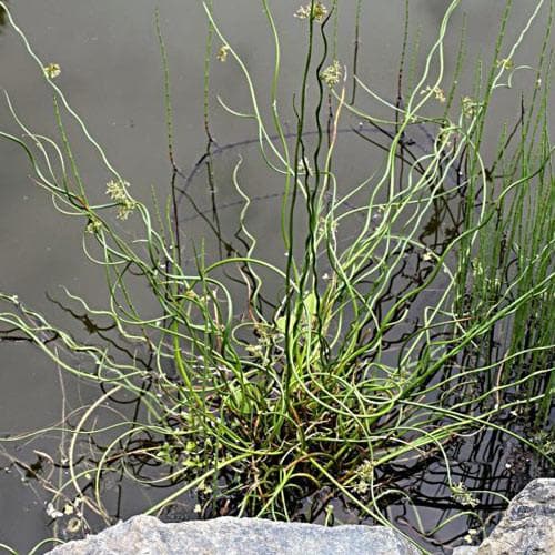 Juncus effusus var. spiralis - Future Forests