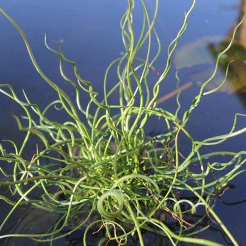 Juncus effusus var. spiralis - Future Forests