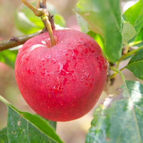 Apple Katy - Future Forests