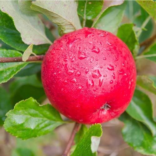 Apple Katy - Future Forests