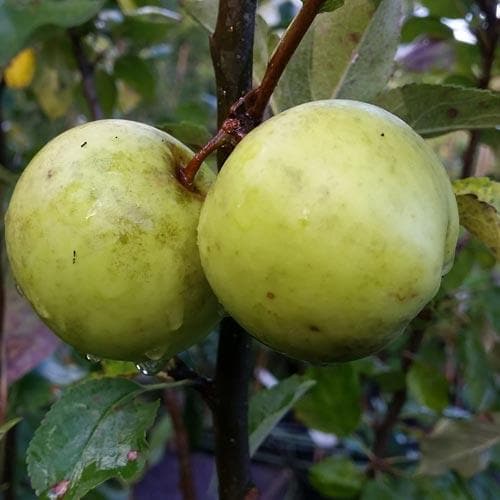 Apple Keegan’s Crab - Future Forests