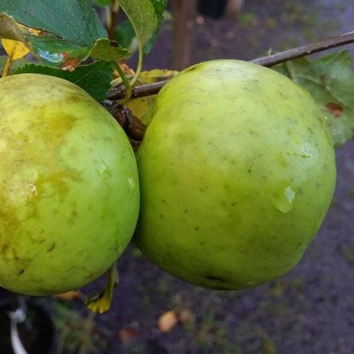 Apple Keegan’s Crab - Future Forests