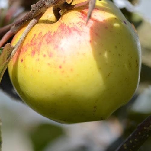 Apple Kemp - Future Forests
