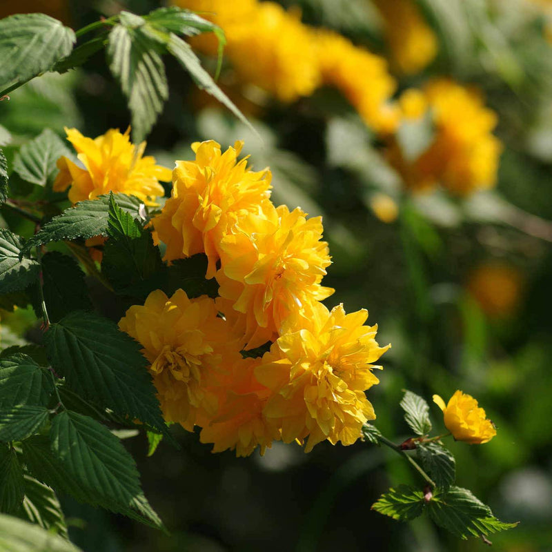 Kerria japonica Pleniflora