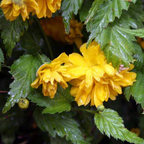 Kerria japonica Pleniflora
