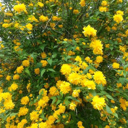 Kerria japonica Pleniflora