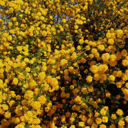 Kerria japonica Pleniflora
